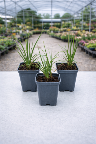 Kniphofia Alcazar в горщику 0,5л, р9
